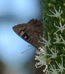 Ogyris amaryllis