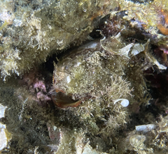 Barbatia barbata