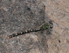 Erpetogomphus lampropeltis