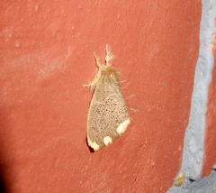 Orvasca subnotata