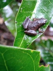 Microhyla