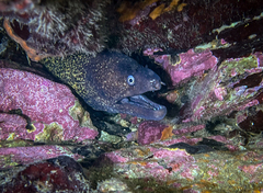 Muraena helena