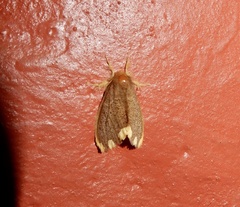 Orvasca subnotata