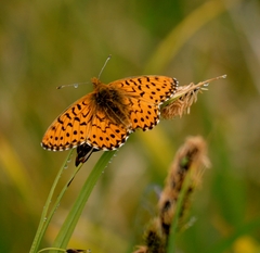 Boloria alaskensis