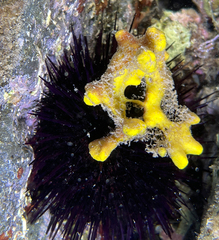 Axinella verrucosa