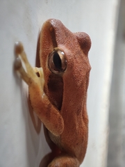 Polypedates maculatus