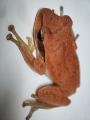 Polypedates maculatus