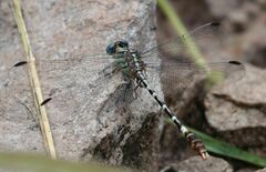Erpetogomphus lampropeltis