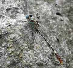 Erpetogomphus lampropeltis
