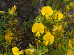 Gompholobium virgatum