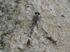 Erpetogomphus lampropeltis