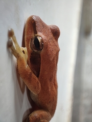 Polypedates maculatus