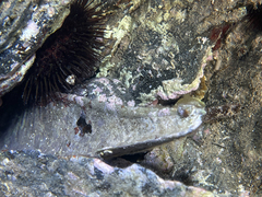 Pinna nobilis