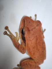 Polypedates maculatus