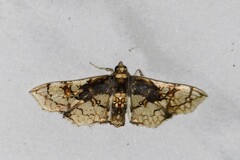 Omphisa anastomosalis