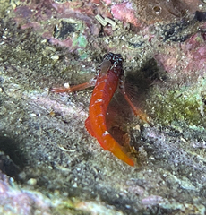 Tripterygion melanurus