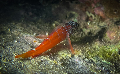 Tripterygion melanurus