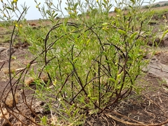 Melolobium subspicatum