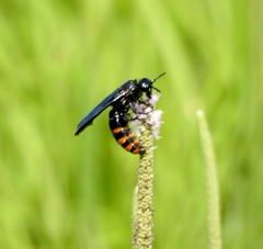 Colpacampsomeris indica