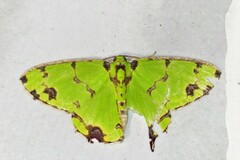 Agathia lycaenaria