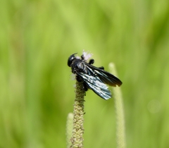 Colpacampsomeris indica