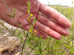 Melolobium subspicatum