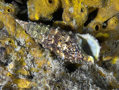 Cerithium vulgatum