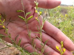 Melolobium subspicatum