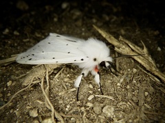 Spilosoma punctaria