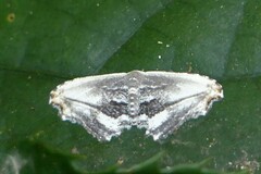 Rhombophylla edentata