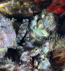 Parablennius gattorugine