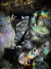 Parablennius gattorugine