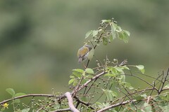 Camaroptera brachyura