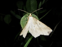 Pareclipsis gracilis