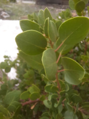 Arctostaphylos patula