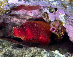 Pyura dura