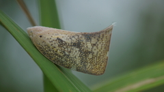 Lawana conspersa