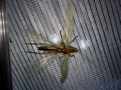 Xestophrys javanicus