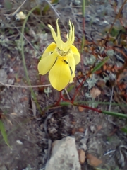 Moraea bituminosa