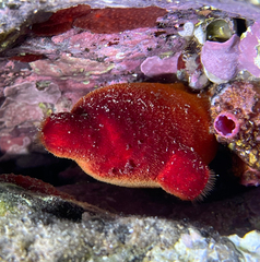 Halocynthia papillosa