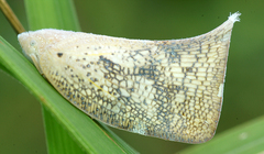 Lawana conspersa