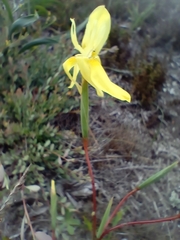 Moraea bituminosa