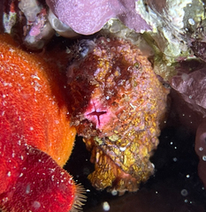 Pyura dura
