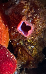Pyura dura