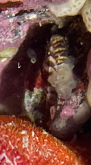 Arca noae
