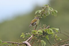 Camaroptera brachyura