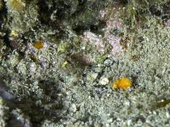 Balanophyllia regia