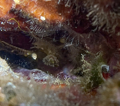 Spirobranchus triqueter