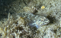 Gobius incognitus