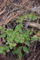 Symphoricarpos rotundifolius